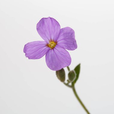 Gri arkaplanda yalıtılmış eflatun çiçeği.