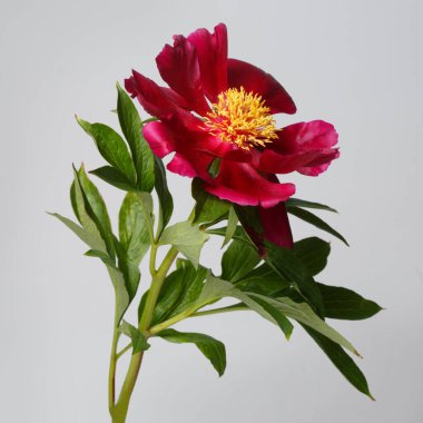 Sarı merkezli koyu kırmızı şakayık çiçeği gri arka planda izole edilmiş..