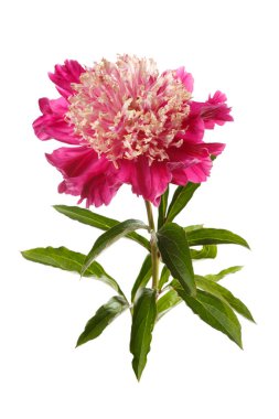 Pembe yapraklı parlak şakayık çiçeği ve beyaz arka planda izole edilmiş açık pembe.