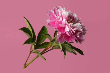 Pembe arka planda izole edilmiş parlak pembe şakayık çiçeği..