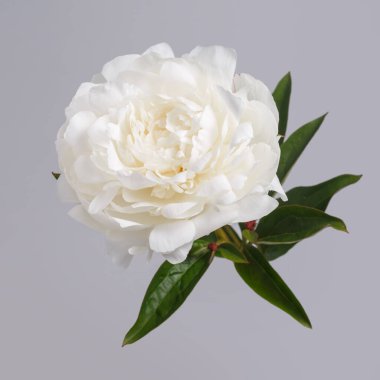 Beyaz narin şakayık çiçeği gri arka planda izole edilmiş..