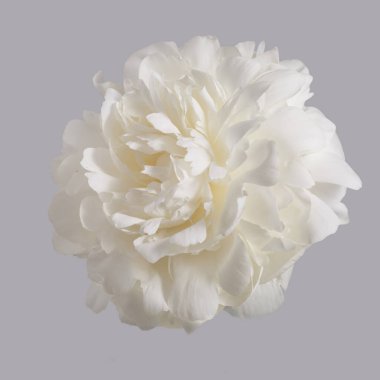 Beyaz narin şakayık çiçeği gri arka planda izole edilmiş..