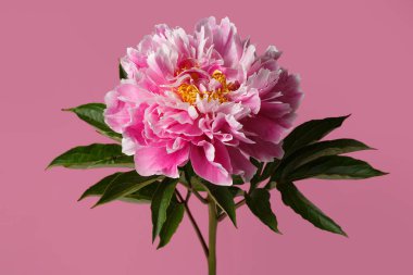 Pembe arka planda izole edilmiş parlak pembe şakayık çiçeği..