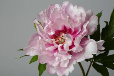 Gri Arkaplanda Güzel Melez Şakayık Çiçeği İzole Edildi.