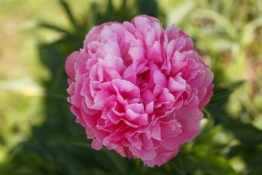 Güneşli bir günde bahçede pembe şakayık çiçekleri.