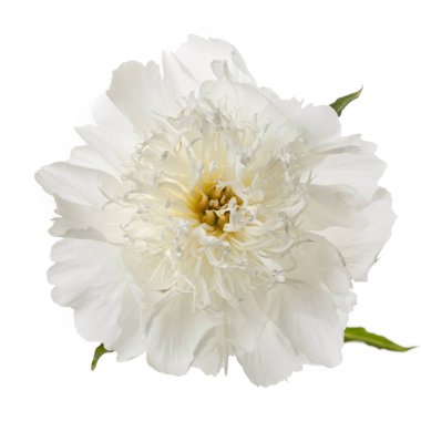 Beyaz arka planda izole edilmiş zarif beyaz şakayık çiçeği..