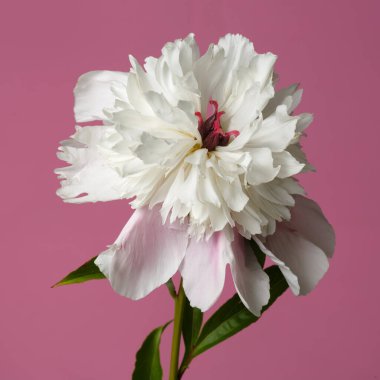 Pembe arka planda koyu kırmızı perikarp ile narin beyaz-pembe şakayık çiçeği..