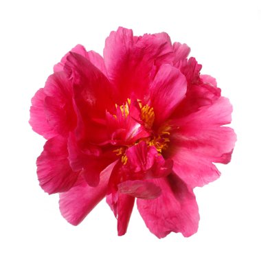 Beyaz arka planda izole edilmiş parlak pembe şakayık çiçeği..