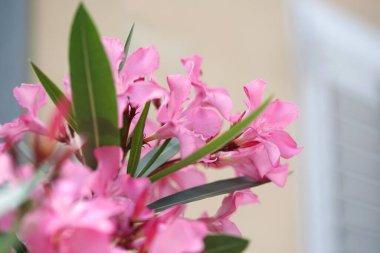 Bir yaz gününde narin pembe zakkum çiçekleri, doğal duvar kağıdı..