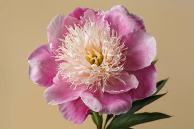 Güzel Japon şekilli şakayık çiçekleri pembe taç yaprakları ve bej arka planda izole edilmiş sarımsı erkek çiçekleri..