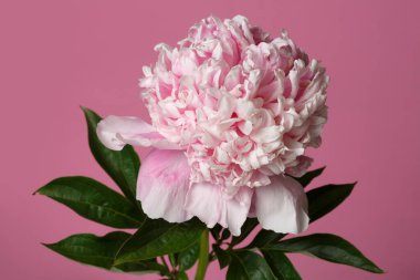 Pembe arkaplanda pembe renkli güzel gül şekilli şakayık çiçeği..