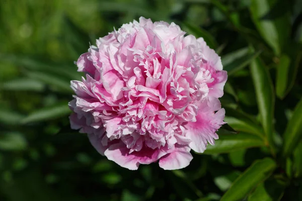 Rosa Frottee Pfingstrose Blüht Einem Sonnigen Tag Garten — Stockfoto