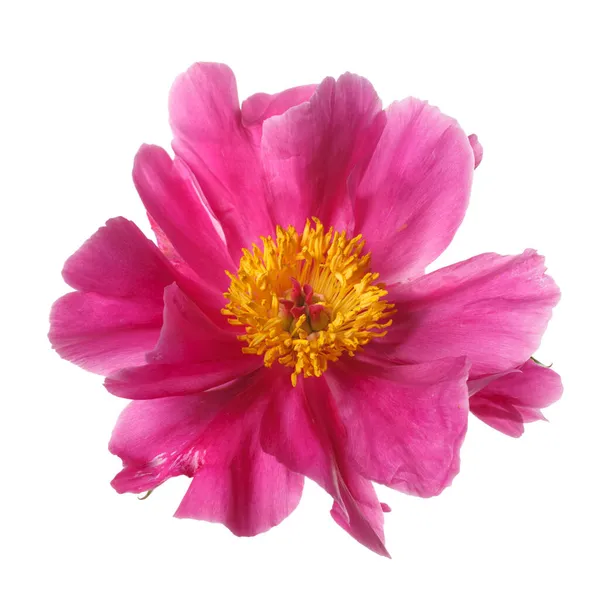 stock image Bright peony flower of simple shape with magenta petals and a yellow center isolated on a white background.