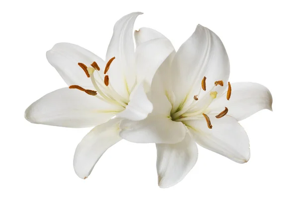 Beyaz Arka Planda Izole Edilmiş Beyaz Zambak Narin Çiçekleri — Stok fotoğraf