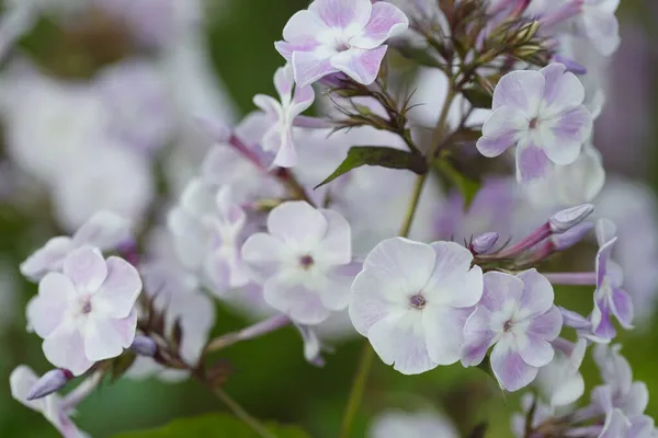 Phlox Virágzás Kertben Egy Nyári Napon — Stock Fotó