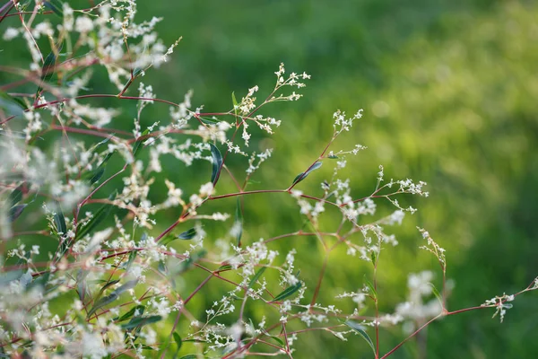 Güneşli Bir Yaz Gününde Bahçede Persicaria — Stok fotoğraf