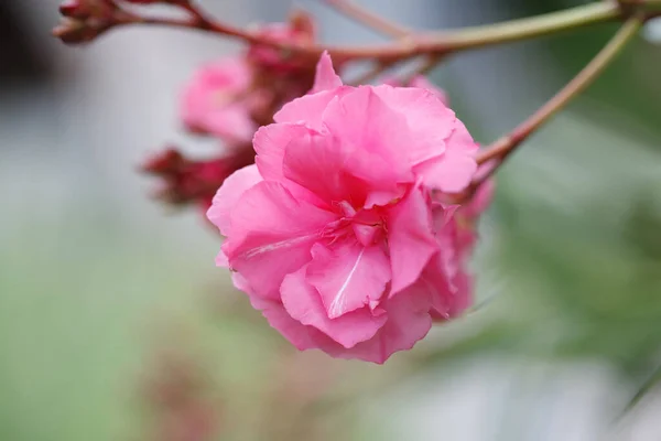 Draußen Blüht Rosa Oleander Nahaufnahme — Stockfoto