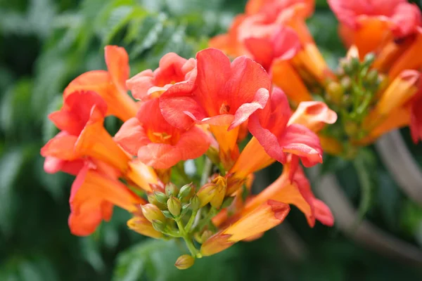 Röd Orange Tropiska Blommor Sommardag — Stockfoto