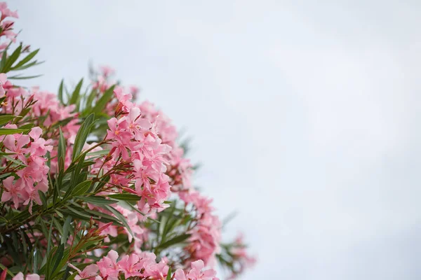 Delicate Pink Oleander Flowers Sky Natural Wallpaper — Stock Photo, Image