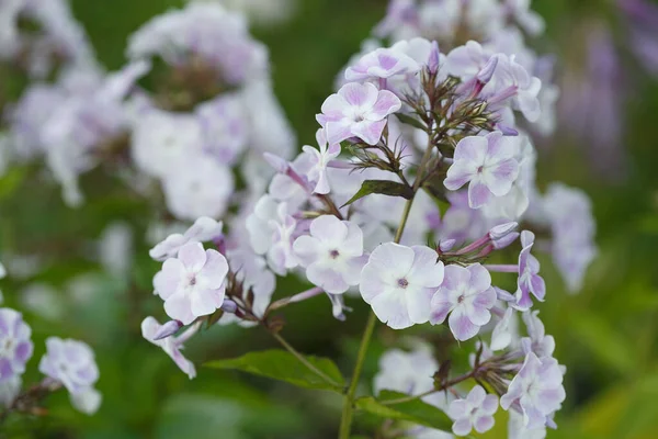 Phlox Virágzás Kertben Egy Nyári Napon — Stock Fotó