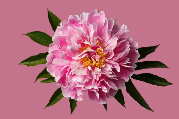 Ljusrosa Pion Blomma Isolerad Rosa Bakgrund — Stockfoto