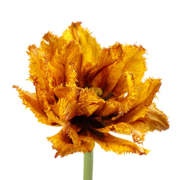 Flor Tulipán Moteado Amarillo Brillante Aislado Sobre Fondo Blanco — Foto de Stock