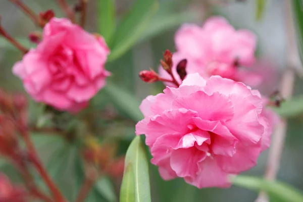 Rózsaszín Oleander Virágok Kívül Közelkép — Stock Fotó