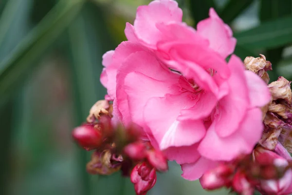 Flores Adelfa Rosadas Afuera Primer Plano — Foto de Stock