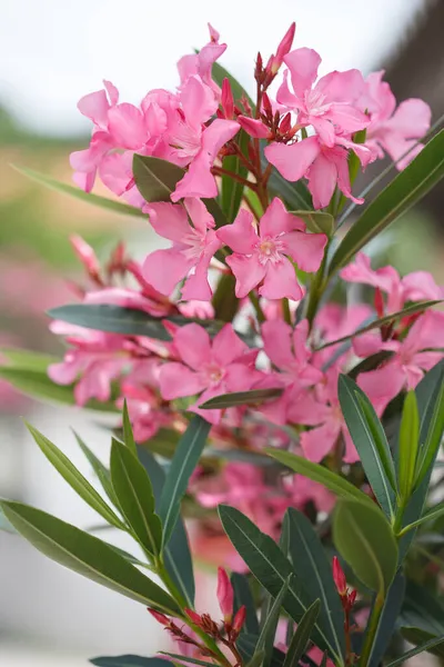Delicate Roze Oleander Bloemen Een Zomerdag Natuurlijk Behang — Stockfoto