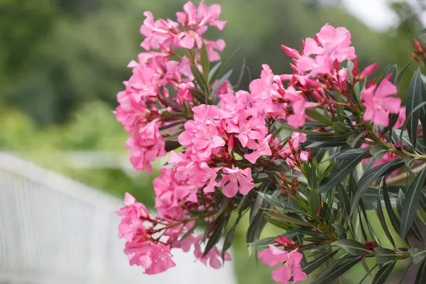Delicate Roze Oleander Bloemen Een Zomerdag Natuurlijk Behang — Stockfoto