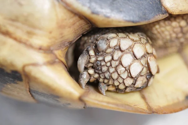 Когтистая Лапа Сухопутной Черепахи Крупный План — стоковое фото