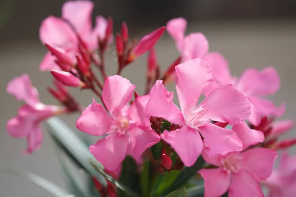 Delicate Roze Oleander Bloemen Een Zomerdag Natuurlijk Behang — Stockfoto