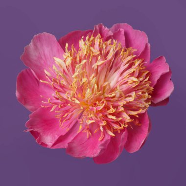 Pembe yapraklı parlak şakayık çiçekleri ve mor arka planda izole edilmiş turuncu erkek çiçekleri..