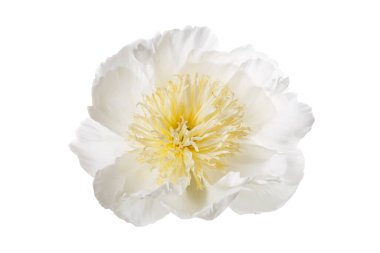 Beyaz yapraklı zarif şakayık çiçeği ve beyaz arka planda izole edilmiş sarı pudingler..