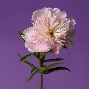 Yumuşak pembe şakayık çiçeği, mor arka planda izole..