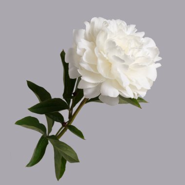 Beyaz narin şakayık çiçeği gri arka planda izole edilmiş..