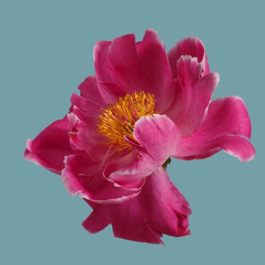 Mor yapraklı, parlak şakayık çiçekleri ve mavi arka planda izole edilmiş sarı bir merkezi var..