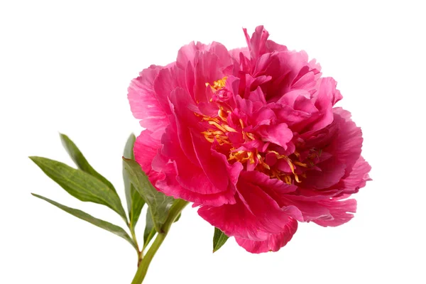 Leuchtend Rosa Pfingstrose Blume Isoliert Auf Weißem Hintergrund — Stockfoto