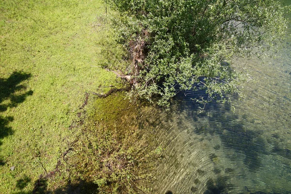 Vista Superior Uma Costa Gramada Uma Árvore Perto Água Limpa — Fotografia de Stock