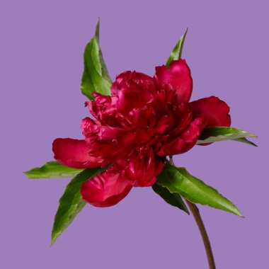 Mor arkaplanda koyu kırmızı şakayık çiçeği.