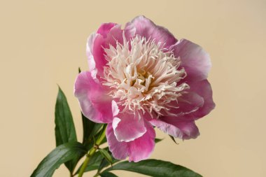 Güzel Japon şekilli şakayık çiçekleri pembe taç yaprakları ve bej arka planda izole edilmiş sarımsı erkek çiçekleri..