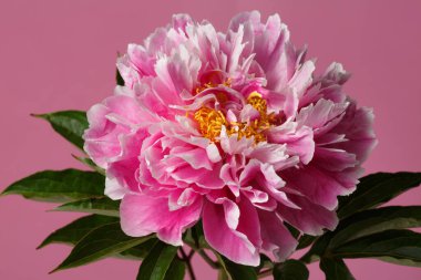 Pembe arka planda izole edilmiş parlak pembe şakayık çiçeği..