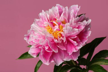 Pembe arka planda izole edilmiş parlak pembe şakayık çiçeği..