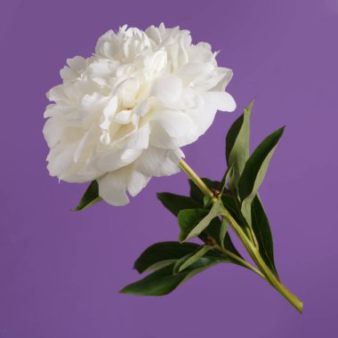 Beyaz narin şakayık çiçeği, mor arka planda izole edilmiş..