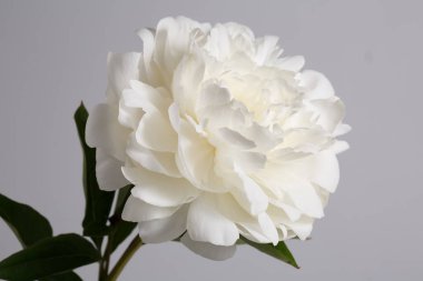 Beyaz narin şakayık çiçeği gri arka planda izole edilmiş..