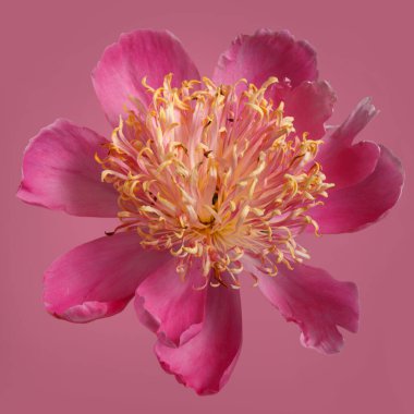 Pembe yapraklı parlak şakayık çiçekleri ve pembe arka planda izole edilmiş turuncu pudingler..