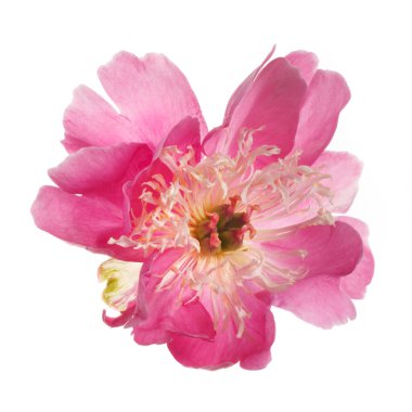 Beyaz arka planda izole edilmiş parlak pembe şakayık çiçeği..