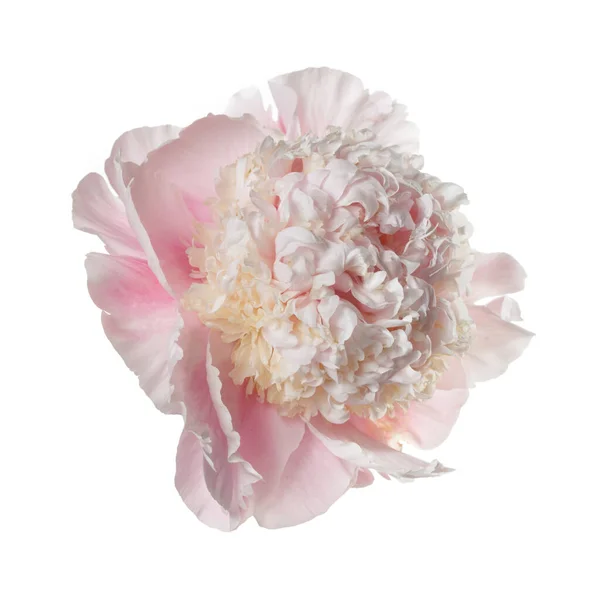 Λεπτό Ροζ Παιώνι Λουλούδι Απομονωμένο Ροζ Φόντο — Φωτογραφία Αρχείου