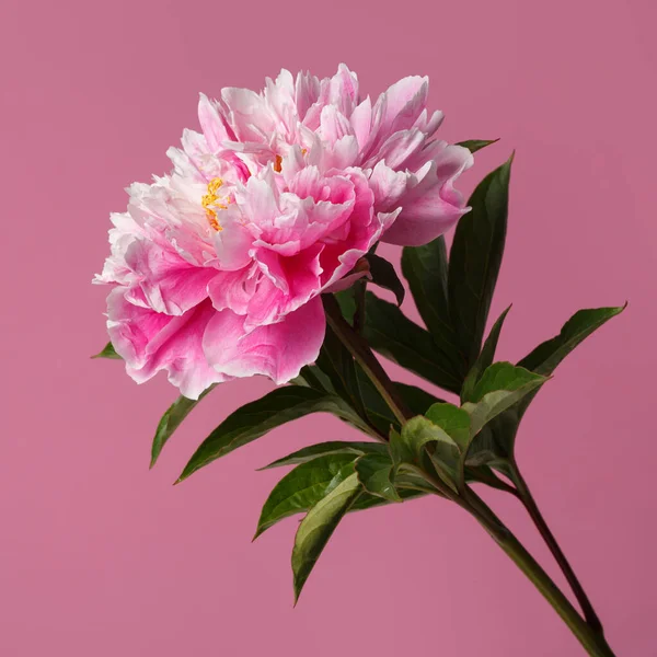 Pembe arka planda izole edilmiş parlak pembe şakayık çiçeği..