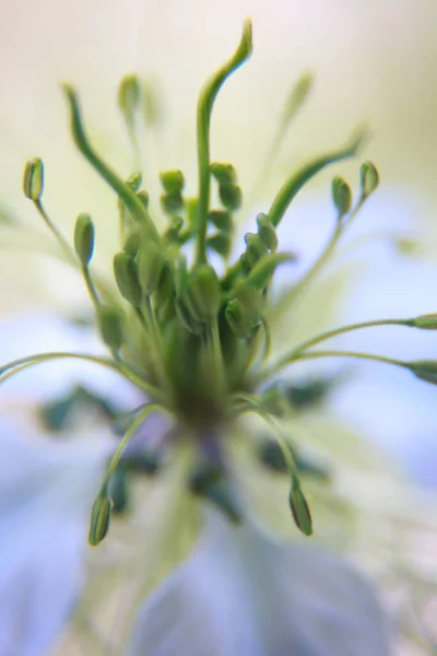Flower Blue Petals Green Stamens Pistils Close — Stock Photo, Image